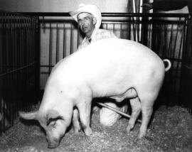 Man with pig in pen