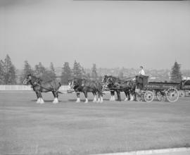 Canada Pacific Exhibition [Six horse team pulling a Crystal Dairy wagon]
