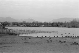 Ducks at Trout Lake