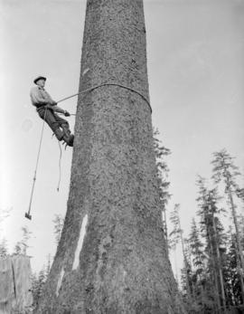 [Logger climbing a tree on the Queen Charlotte Islands]