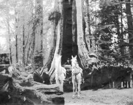 [An unidentified group around the Hollow Tree]