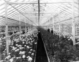 [Interior of greenhouse with chrysanthemums in full bloom; Brown Bros. Florists]