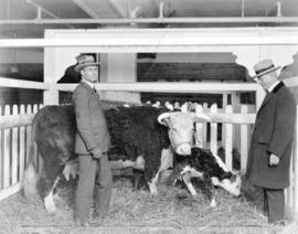 [Mayor L.D. Taylor inspecting bull and calf, possibly at the Canadian Pacific Exhibition]