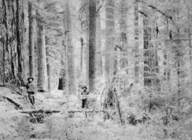 [Two loggers among trees in the forest]