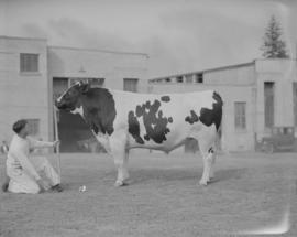 Canada Pacific Exhibition - [Man showing a steer]