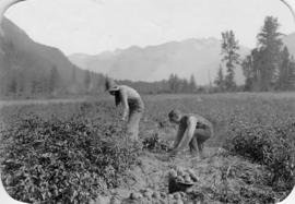 Potato picking