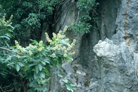 [Pistacia vera] : pistachio sp., Yunnan Stone Forest