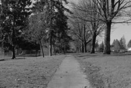 Oak Park, looking west - Row of Big Leaf Maples