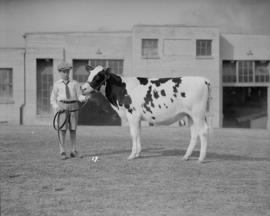 Canada Pacific Exhibition - [Boy showing a cow]