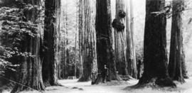 [Couple standing among the trees referred to as the] Seven Sisters, Stanley Park