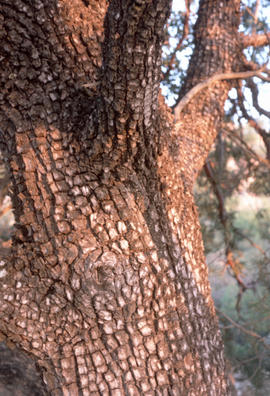 Juniperus deppeana : alligator juniper; near Globe, Ariz[ona]