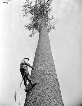 [Logger climbing a tree on the Queen Charlotte Islands]