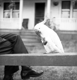 [A cockatoo holding a pipe]