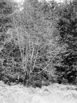 Rhamnus Purshiana at margin of clearing Cowichan Lake
