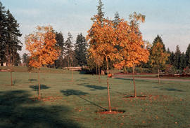 Street trees - base plantings [2 of 11]