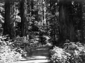 Sunlit walk, Stanley Park