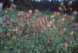 Columbine