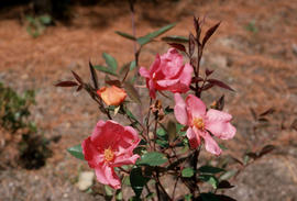 Rosa chinensis cv. Mutabilis