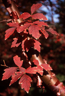 Acer griseum