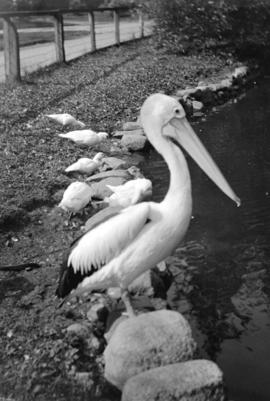 Pelicans, Stanley Park