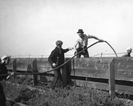 [Men dragging a hose to a peat fire on Lulu Island]