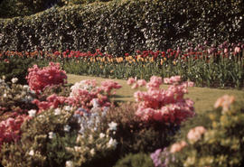 Tulips in garden at 1402 McRae Avenue