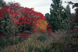 Acer palmatum