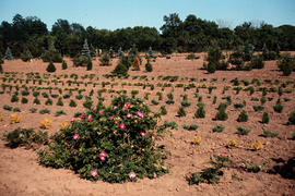 Propagation : nursery production, roses