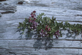 Vetch at Long Beach