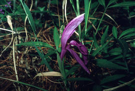 Orchid, Pleone hookerana [at] West Hill, Kunming