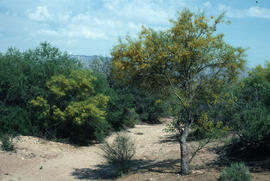 Landscape - general : wash n[ea]r Kitt Peak, Cercidium floridaneum[?]