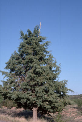 Cupressus arizonica