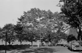 Quercus rubra [Bidwell Street]