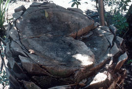 Livistona palm, trunk structure of monocot