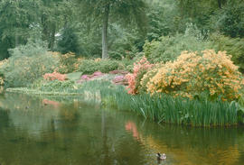 Gardens - United Kingdom : Savill Garden, Windsor