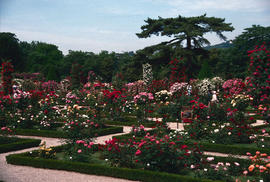 Gardens - Europe - France : Bagatelle, rose garden, Paris
