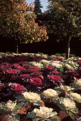Landscape - bedding and borders : [Brassica oleracea] : cabbages (VD)