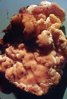 Grifola sulphurea-polyporus, U.B.C.