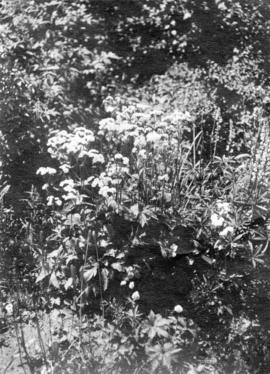 Trautvetteria in herbacious border Bot[anical] Gardens