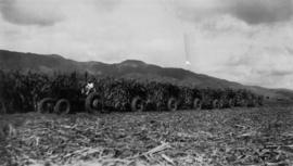 Cane cars etc., pressed steel, loaded sugarcane cars in field