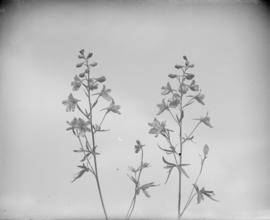 Larkspur (Delphinium sp.) specimen