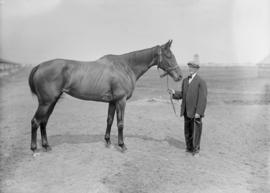 Horse in hand