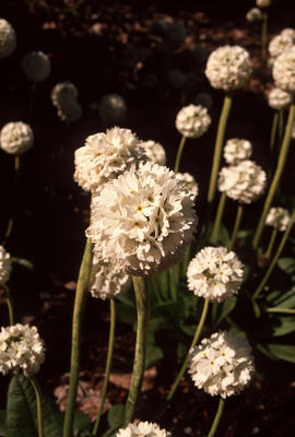 Primula denticulata : White Form