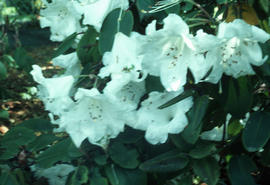 Rhododendron 'olympic lady'