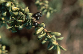 Ilex crenata cv. convexa : Japanese holly