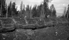 [Tree cut into firewood for Quiney home]