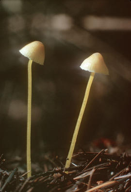 Mycena epipterygia [at] UBC