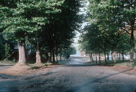 [Park in Kitsilano]