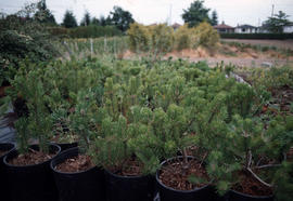 Street trees - base plantings [6 of 11]