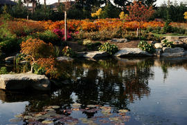 Alma VanDusen Garden : pond